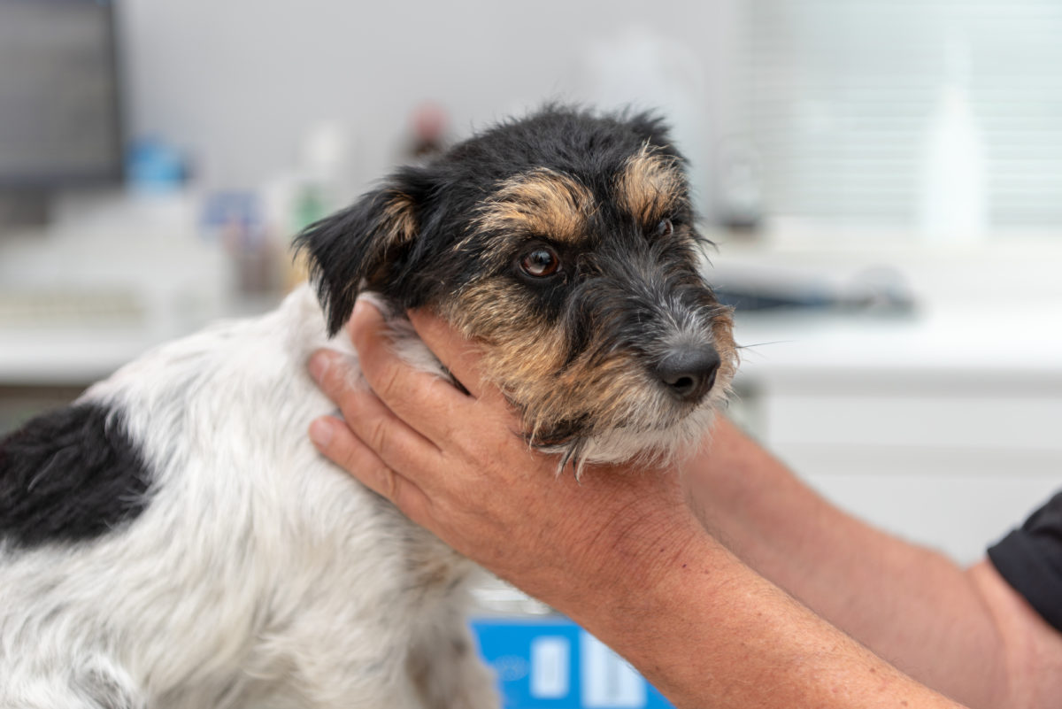 dog being examined by vet